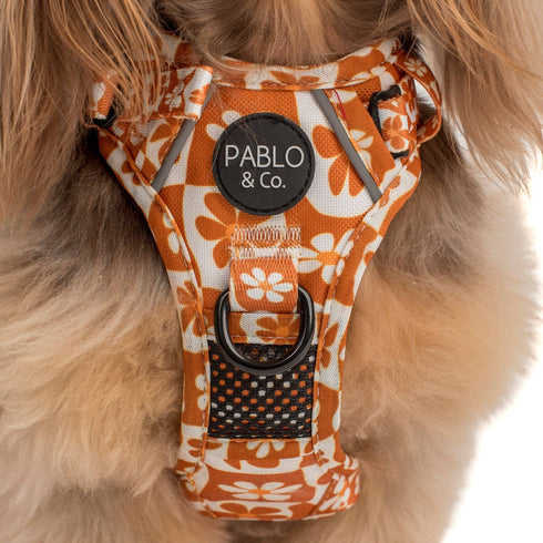 Pablo & Co. RETRO DAZIE No Pull Adventure Dog Harness