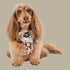 Pablo & Co. PARTY DAWGS No Pull Adventure Dog Harness