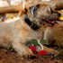 A small, shaggy dog rests on the ground, playfully interacting with a cherry-shaped toy featuring red and green colors. The dog appears happy, with its tongue out, and is wearing a brown collar while surrounded by natural outdoor elements.