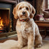 Georgie Paws CREDENCE Dog Collar