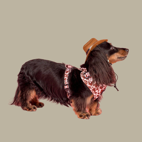 Pablo & Co. RODEO Adjustable Dog Harness