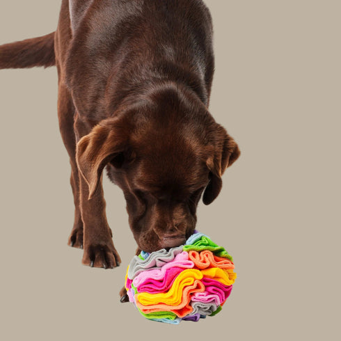 The Pet Enrichment Co. Snuffle Ball - Light Rainbow