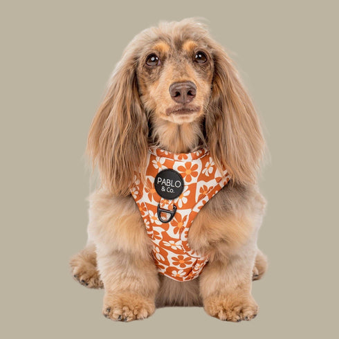Pablo & Co. RETRO DAZIE Adjustable Dog Harness
