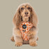 Pablo & Co. RETRO DAZIE Adjustable Dog Harness