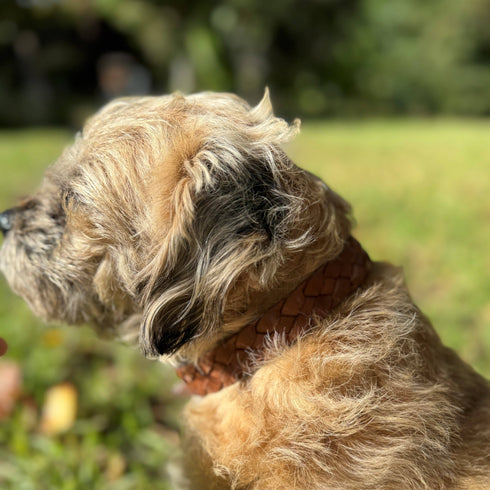 Georgie Paws CASEY Collar - SYRUP