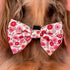 A close-up of a fluffy dog’s neck featuring a large, floral-patterned bow tie in shades of pink and red. The bow tie is secured with a black velcro strap, set against a soft pink background.