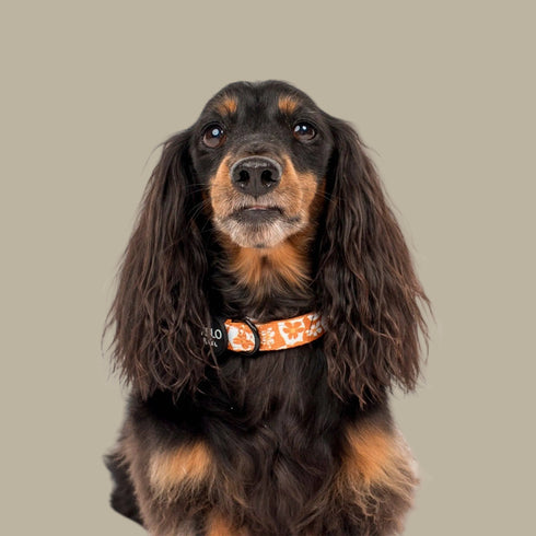 Pablo & Co. RETRO DAZIE Dog Collar