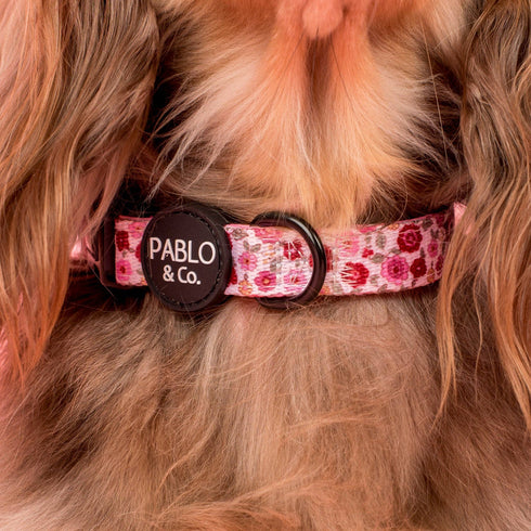 Pablo & Co. PRIMROSE Dog Collar