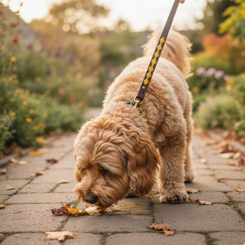 Georgie Paws POLO BARK Lead - WHEAT