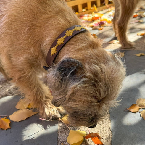 Georgie Paws POLO BARK Collar - WHEAT