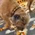 Georgie Paws POLO BARK Collar - WHEAT