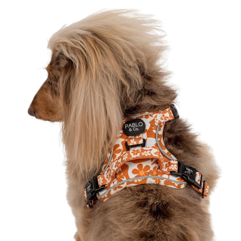 Pablo & Co. RETRO DAZIE No Pull Adventure Dog Harness
