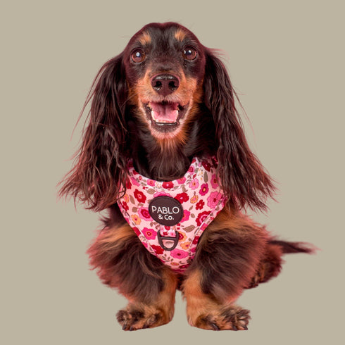 Pablo & Co. PRIMROSE Adjustable Dog Harness