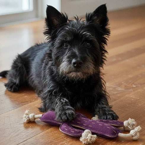 Georgie Paws CACTUS Dog Toy