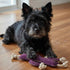 Georgie Paws CACTUS Dog Toy