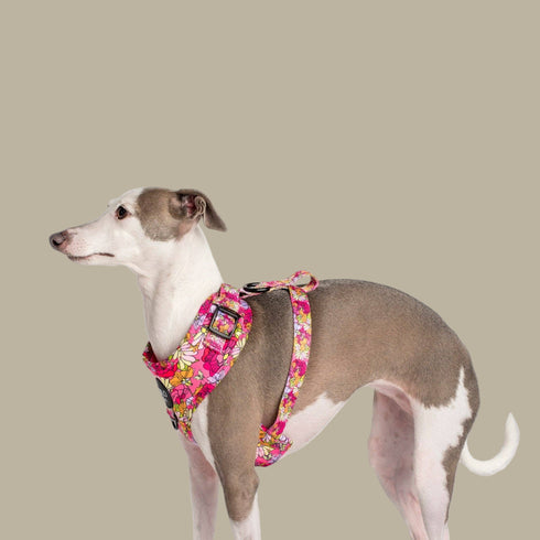 Pablo & Co. IN BLOOM Adjustable Dog Harness
