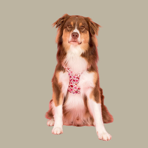 Pablo & Co. PRIMROSE Adjustable Dog Harness