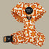 Pablo & Co. RETRO DAZIE Adjustable Dog Harness