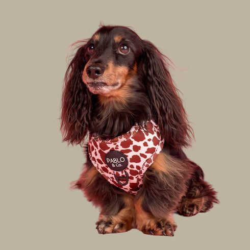 Pablo & Co. RODEO Adjustable Dog Harness