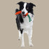Country Tails CARROT Rope Dog Toy