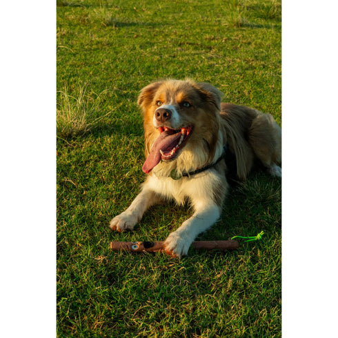 DOOG Stick Family New Woody Dog Toy