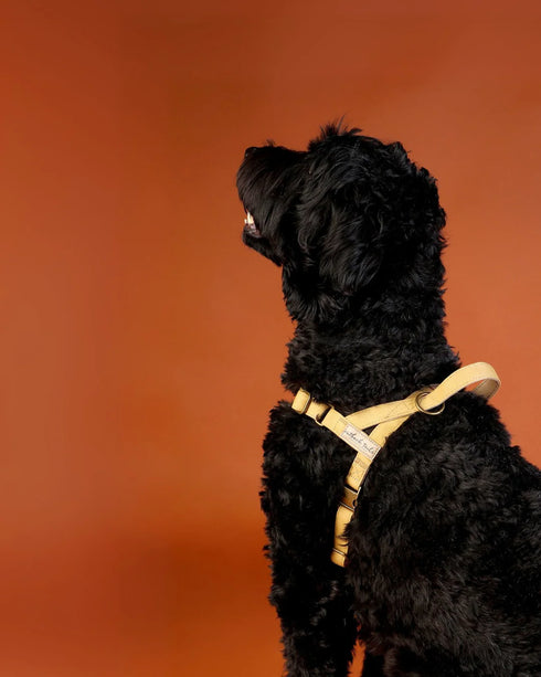 Outback Tails WAXED CANVAS Dog Harness - Gold