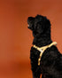 Outback Tails WAXED CANVAS Dog Harness - Gold
