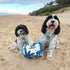 Two dogs sit on a sandy beach, both wearing matching green harnesses with a logo. One dog is black and white with curly fur, while the other is smaller and fluffy.