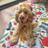 A happy cocker spaniel lies on a colorful travel mat adorned with vivid illustrations of Australian wildflowers and plants.