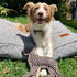 Outback Tails DESERT Dog Chew Toy