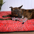 Outback Tails DESERT Dog Chew Toy - Trevor (Snake Dreaming)