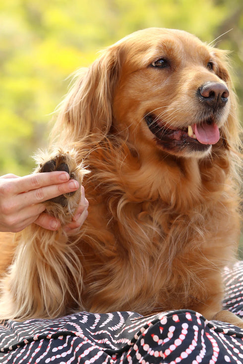 Outback Tails Paw & Skin Repair