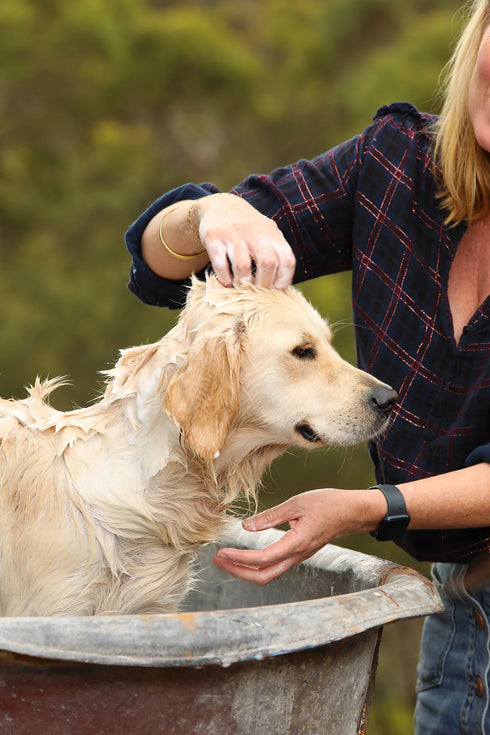Outback Tails Natural Dog Wash Shampoo