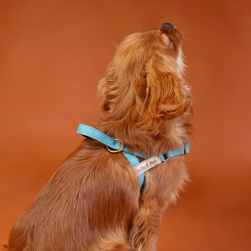 Outback Tails WAXED CANVAS Dog Harness - Blue
