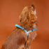 Outback Tails WAXED CANVAS Dog Harness - Blue