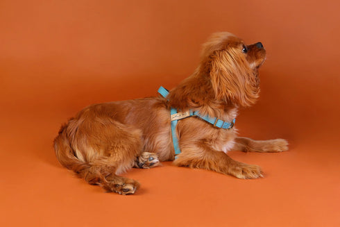 Outback Tails WAXED CANVAS Dog Harness - Blue