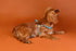 Outback Tails WAXED CANVAS Dog Harness - Blue