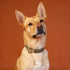 Outback Tails Waxed Canvas Dog Collar - Green