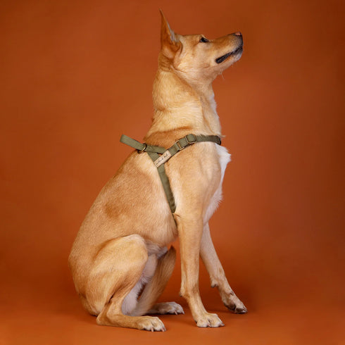 Outback Tails Waxed Canvas Dog Harness - Green