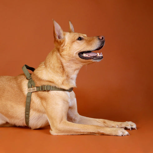 Outback Tails Waxed Canvas Dog Harness - Green