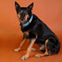 Outback Tails Waxed Canvas Dog Collar - Blue