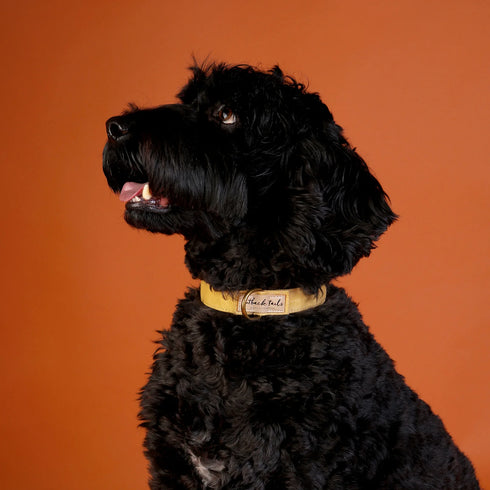 Outback Tails Waxed Canvas Dog Collar - Gold
