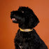 Outback Tails Waxed Canvas Dog Collar - Gold
