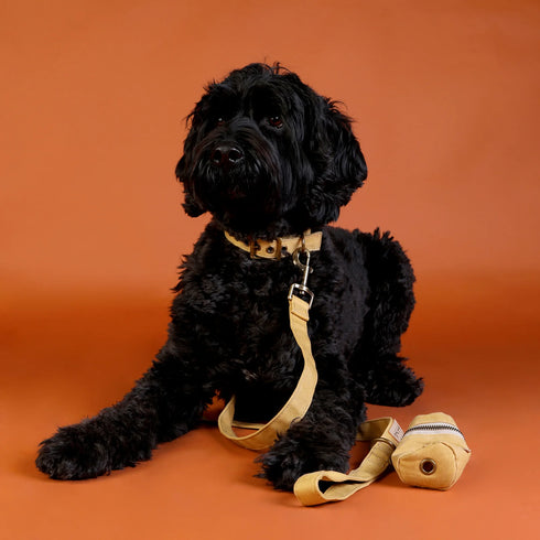 Outback Tails Waxed Canvas Dog Lead - Gold