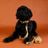 Outback Tails Waxed Canvas Dog Lead - Gold