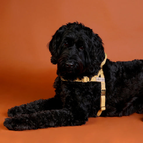 Outback Tails WAXED CANVAS Dog Harness - Gold