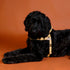 Outback Tails WAXED CANVAS Dog Harness - Gold