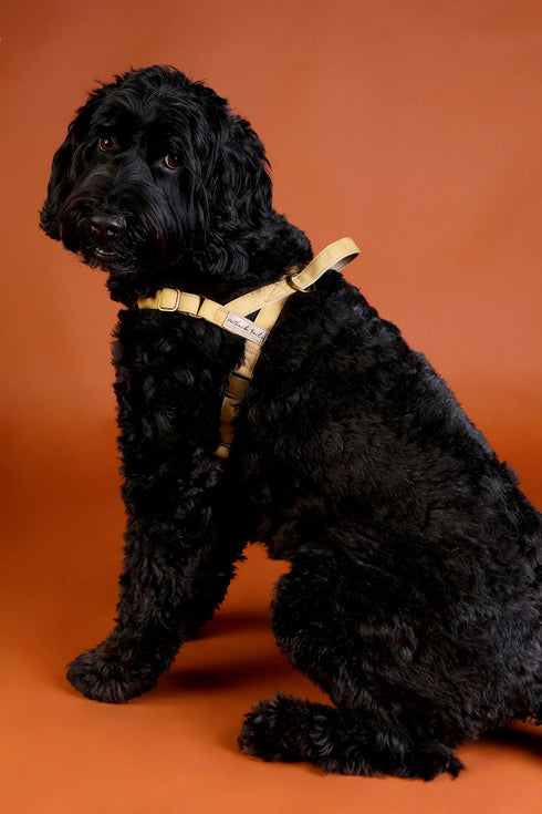 Outback Tails WAXED CANVAS Dog Harness - Gold