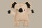 Outback Tails KEVIN THE KOALA Dog Toy