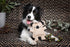 Outback Tails KEVIN THE KOALA Dog Toy